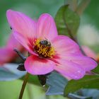 Blümchen mit Besucher