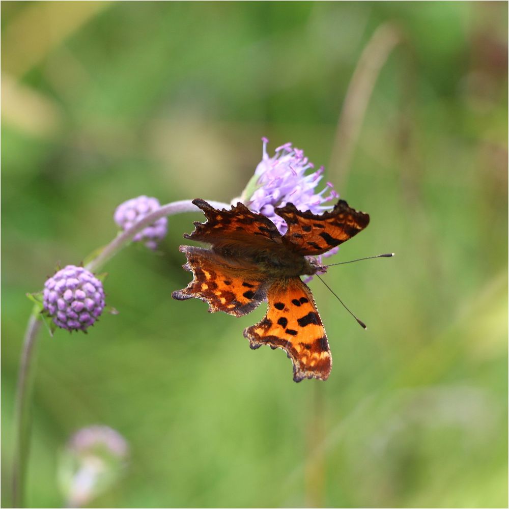 Blümchen mit Besucher