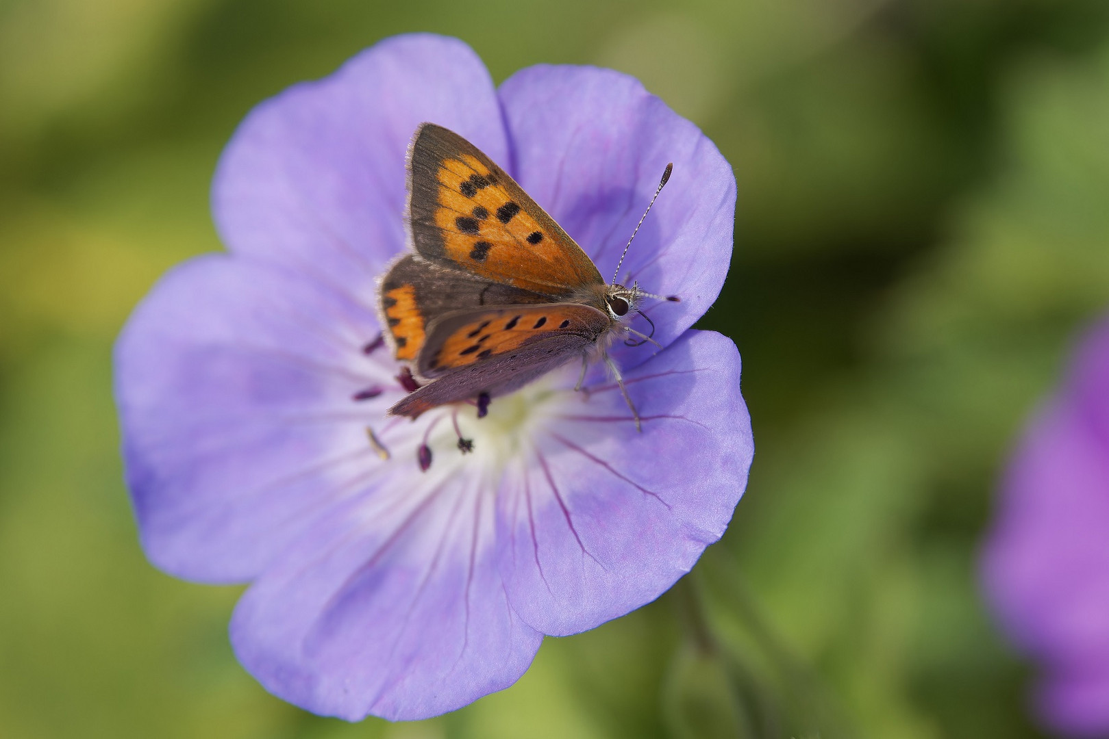 Blümchen mit Besucher