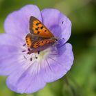 Blümchen mit Besucher