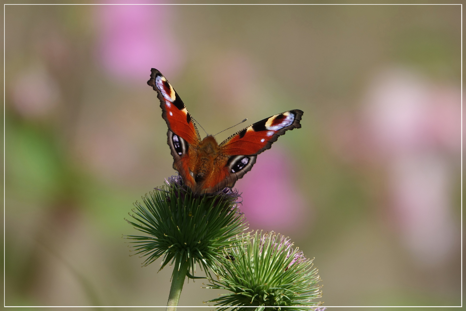 Blümchen mit Besucher