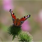 Blümchen mit Besucher