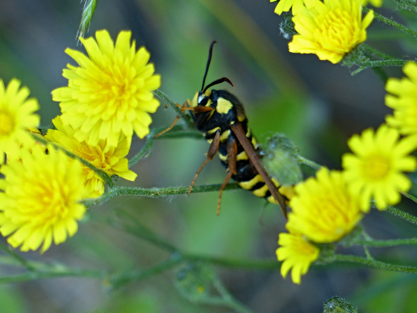 Blümchen mit Besucher