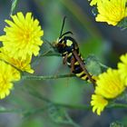 Blümchen mit Besucher