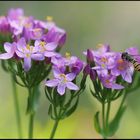 Blümchen mit Besucher