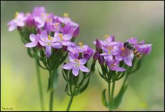 Blümchen mit Besucher