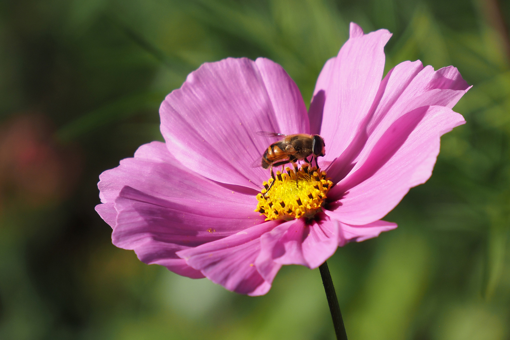 blümchen mit besucher