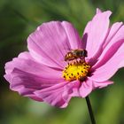 blümchen mit besucher