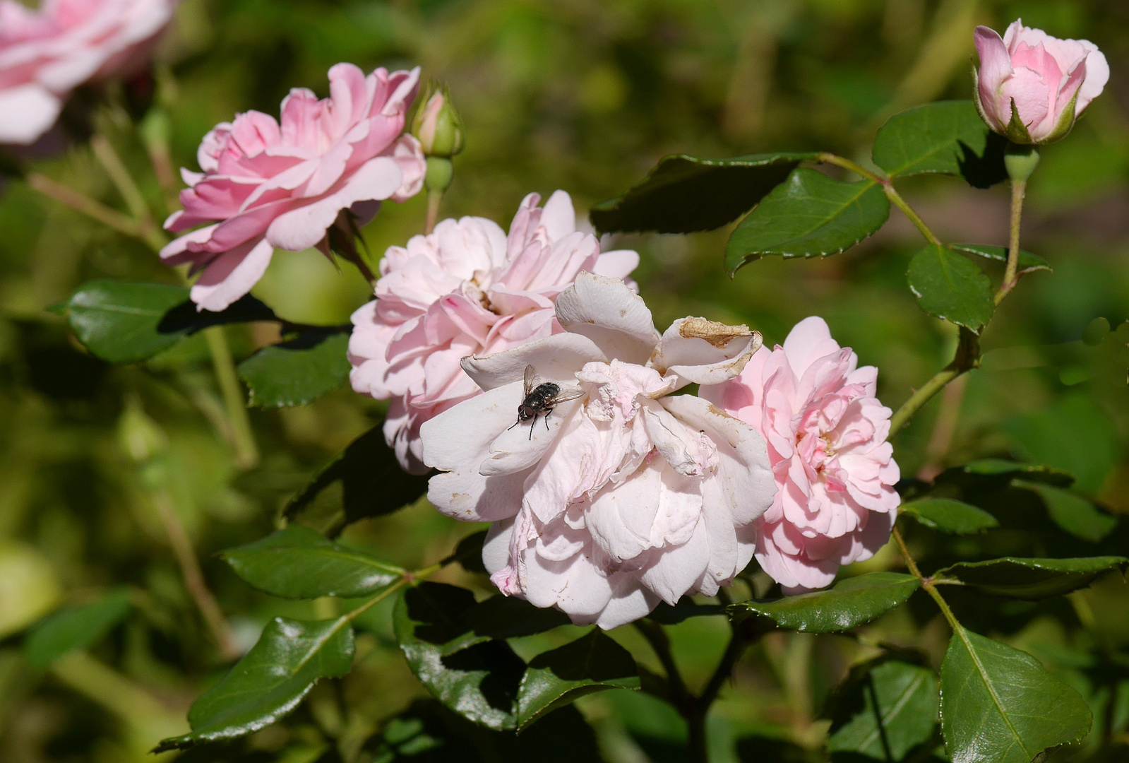 Blümchen mit Besucher