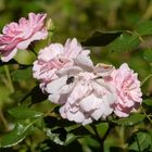 Blümchen mit Besucher