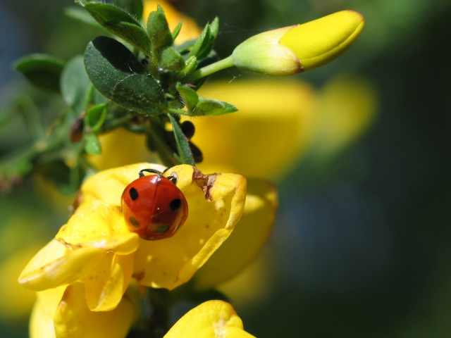 Blümchen mit Besucher