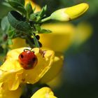 Blümchen mit Besucher