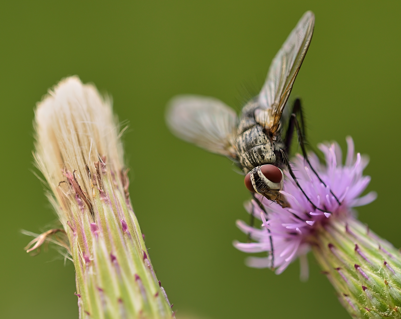 Blümchen mit Besucher.