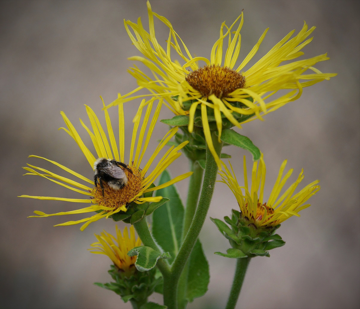 Blümchen mit Besucher