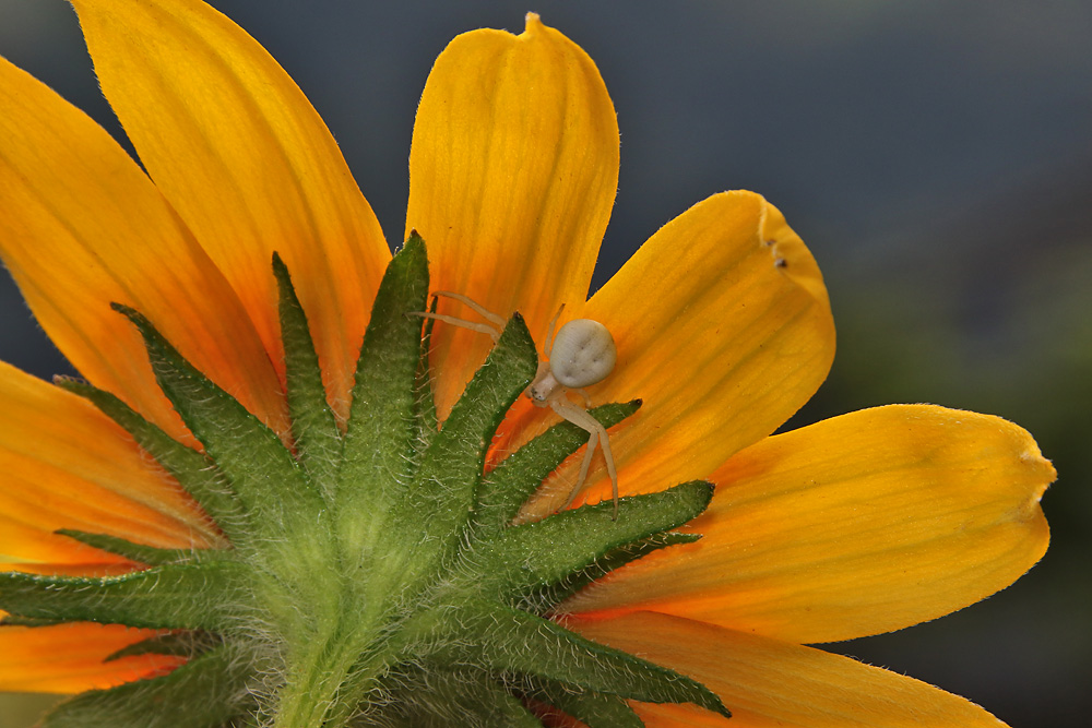 Blümchen mit Besucher