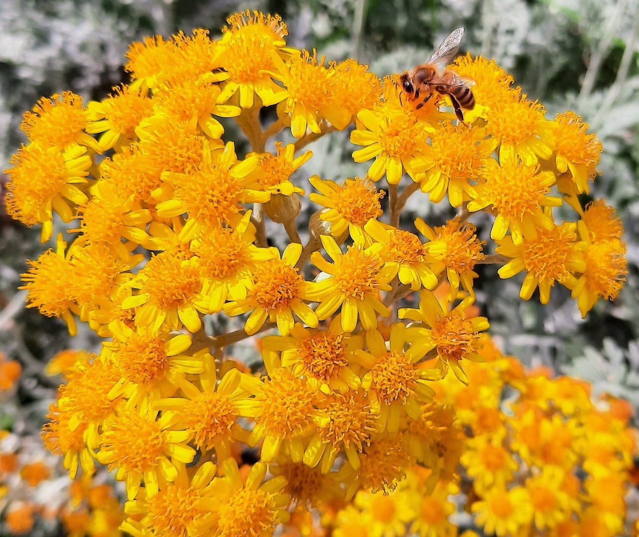 Blümchen mit Besucher