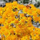 Blümchen mit Besucher