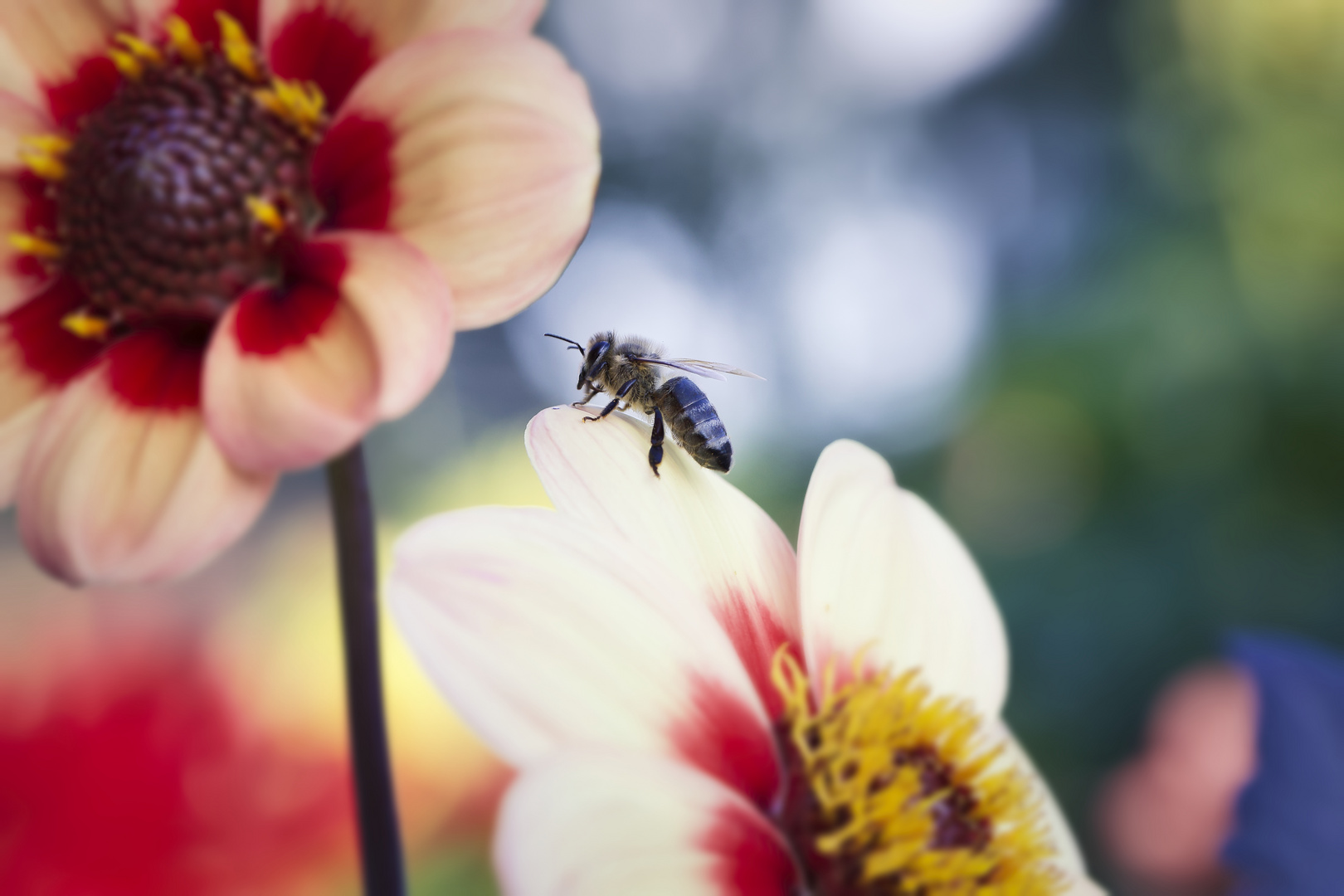 Blümchen mit Besucherin