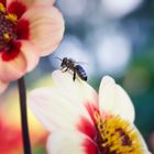 Blümchen mit Besucherin