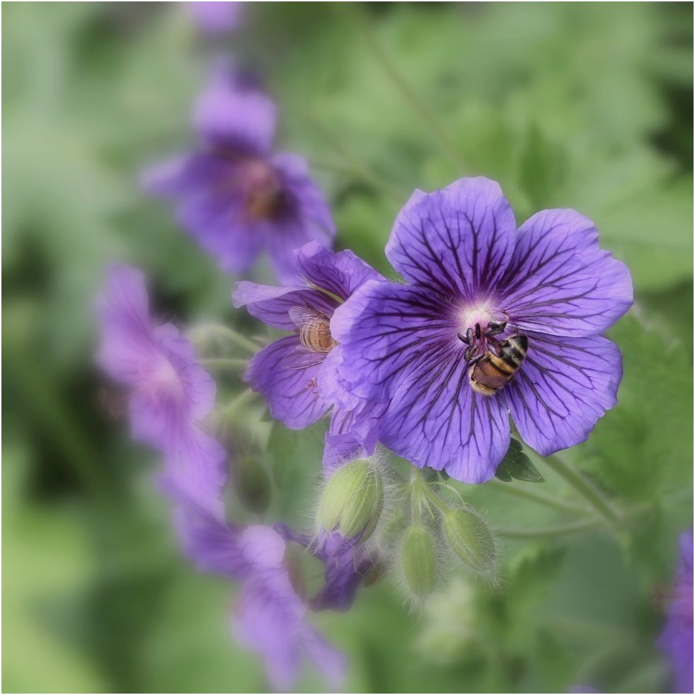 Blümchen mit Besuchern