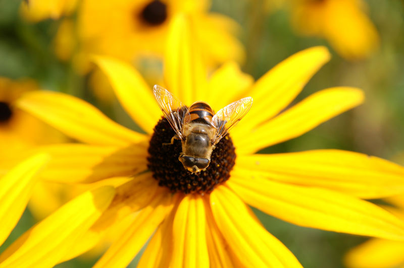 Blümchen mit Bienchen