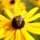 Blümchen mit Bienchen