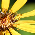 Blümchen mit Bienchen