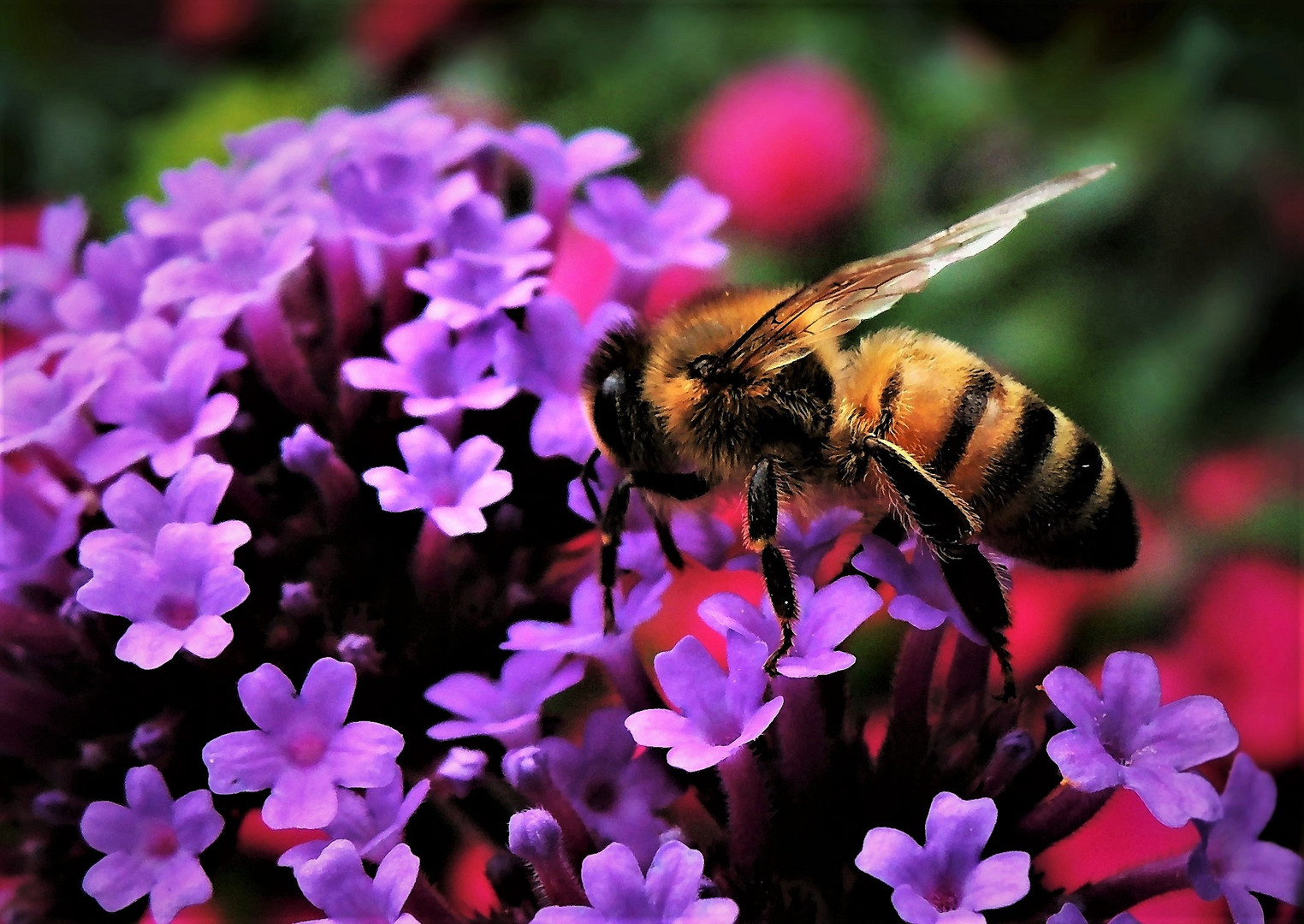 Blümchen mit  Biene 