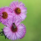 Blümchen mit Biene