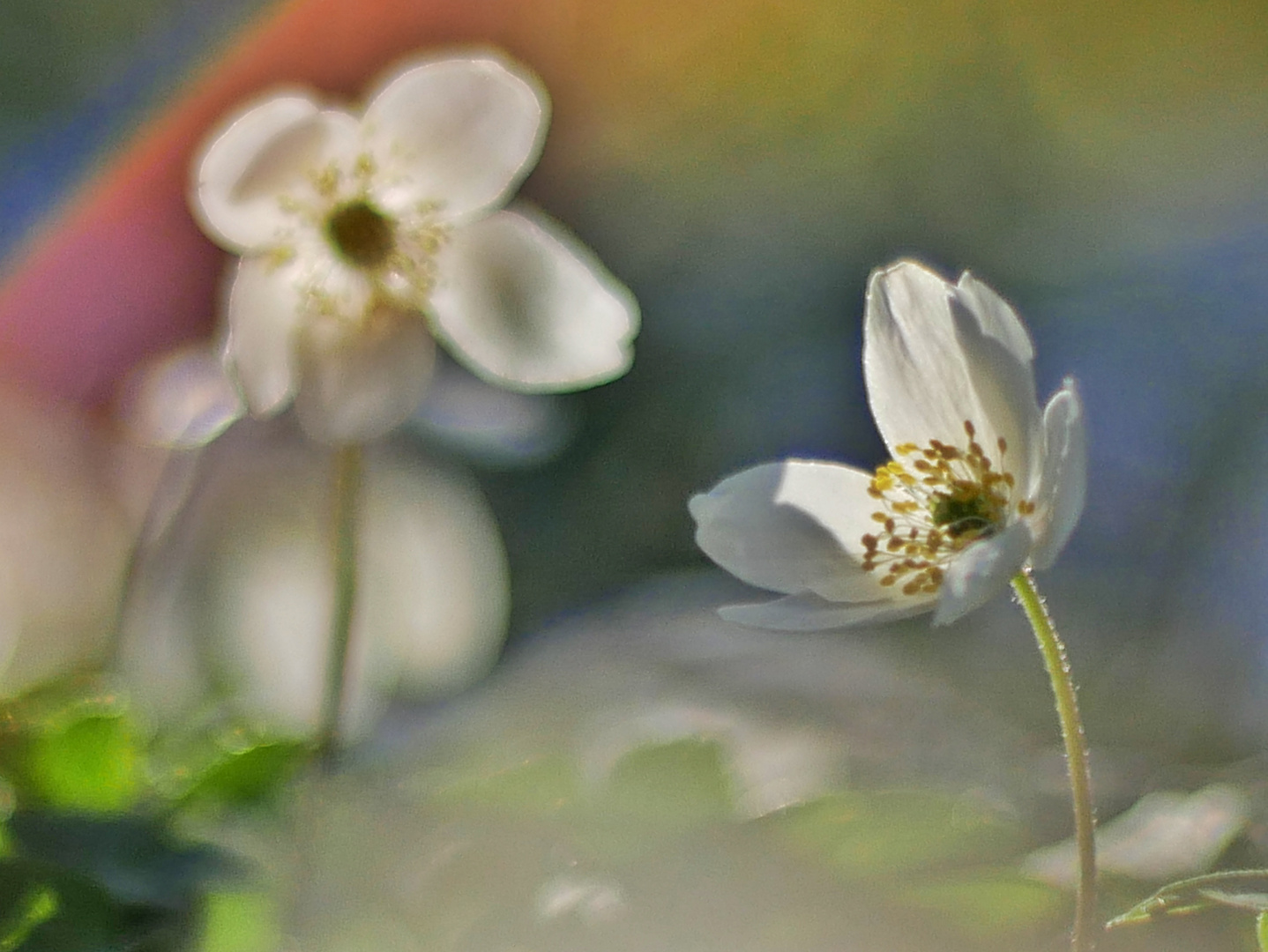 Blümchen mit Bokeh