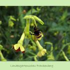 Blümchen mit Brummer