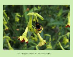 Blümchen mit Brummer