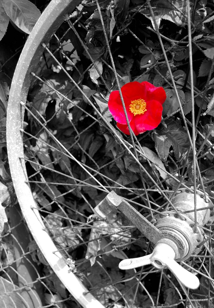 Blümchen mit Colourkey