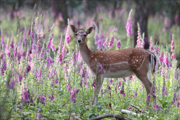 Blümchen mit Damwild :-)