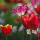 Blümchen mit dem Porst (I)