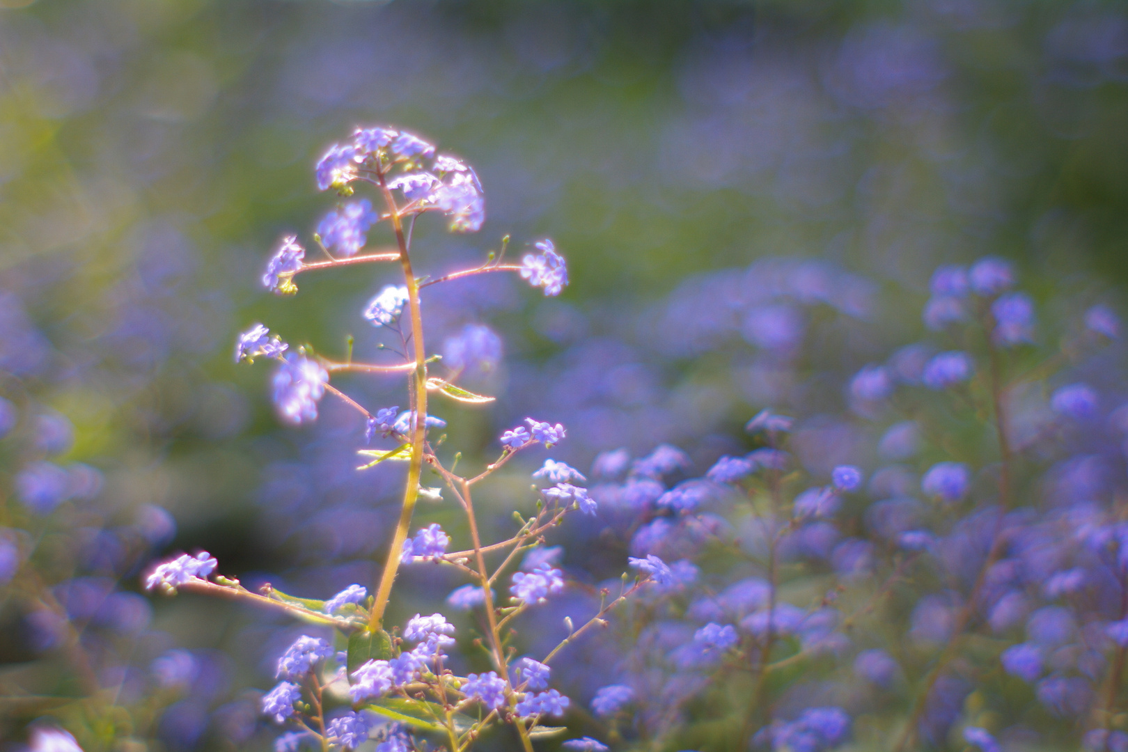 Blümchen mit dem Porst (III)