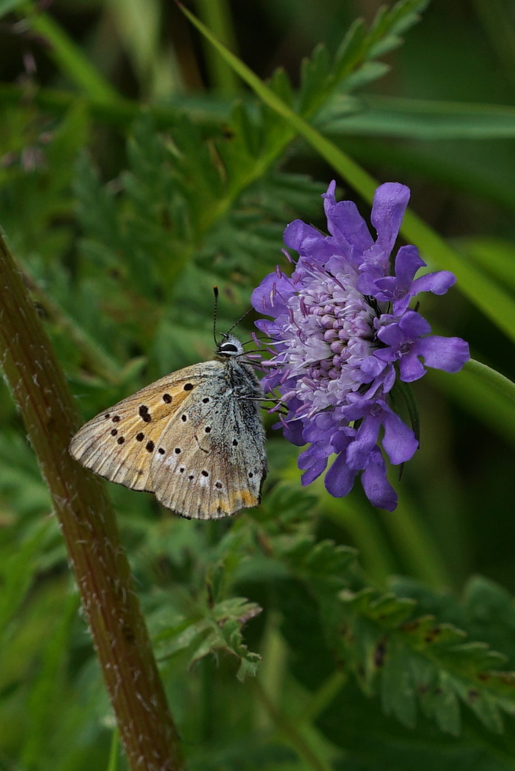 Blümchen mit Dukatenfalter