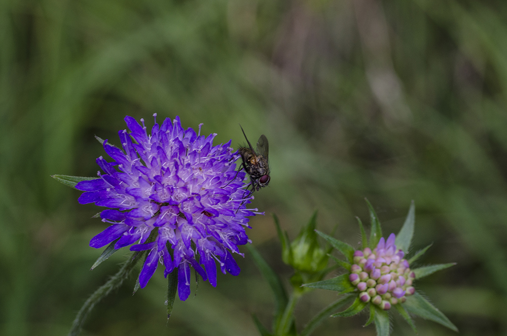 Blümchen mit Fliege...