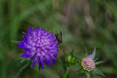 Blümchen mit Fliege...