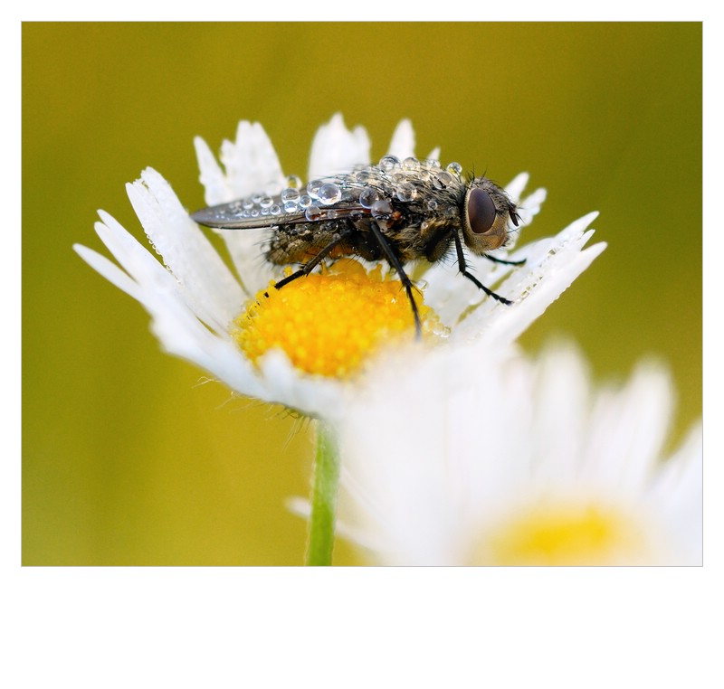 Blümchen mit Fliege oder so.........