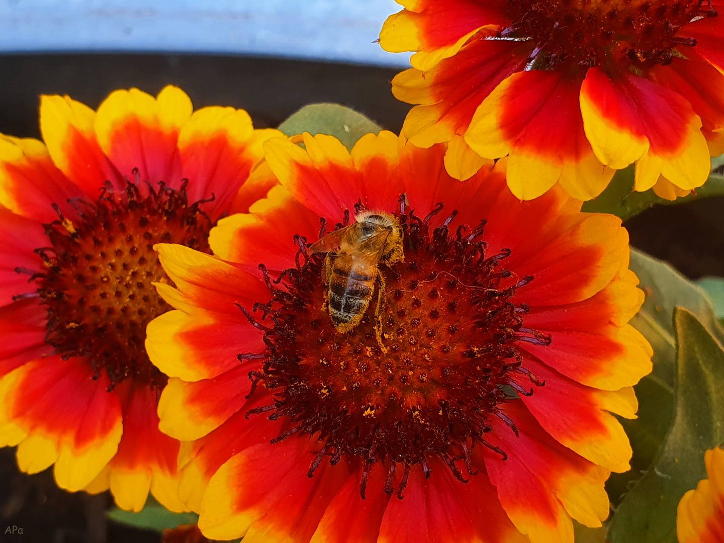 Blümchen mit Gast***