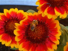 Blümchen mit Gast***