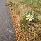 Blümchen mit Gesicht :-)