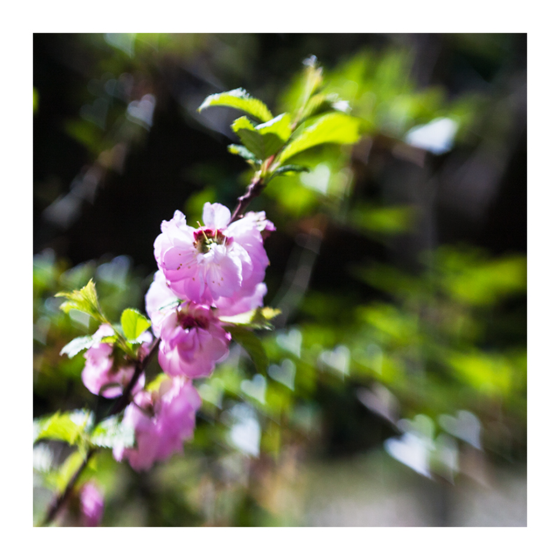 Blümchen mit Herz