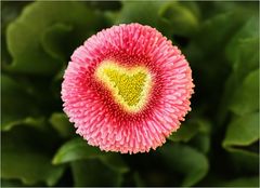 Blümchen mit Herz...