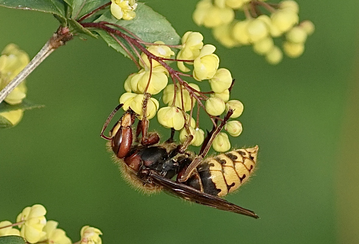 Blümchen mit Hornisse