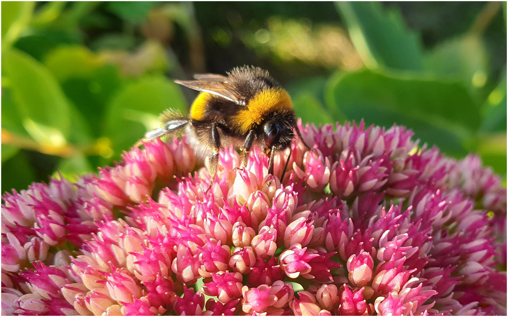 Blümchen mit Hummelbienchen