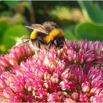 Blümchen mit Hummelbienchen