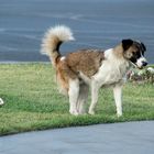 Blümchen mit Hund