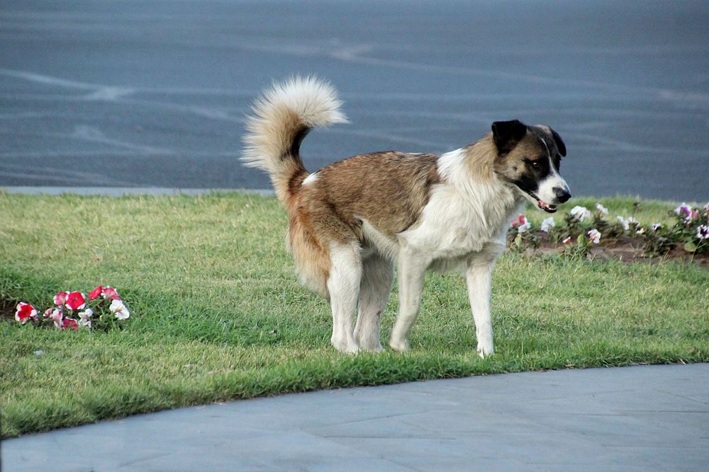 Blümchen mit Hund